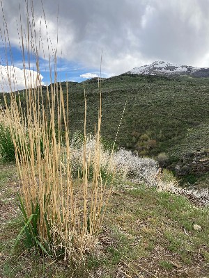 Secret Pass