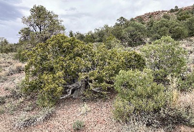 Junipers