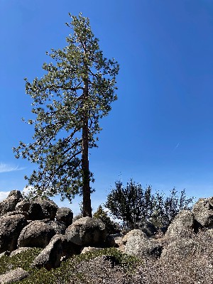 Trees