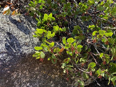 Plants, from Anywhere