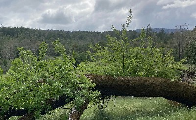 Trees