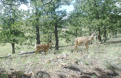 Two Mule Deer Fawns