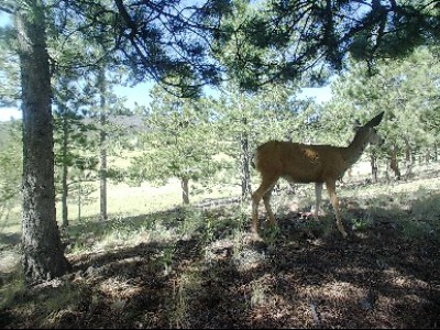 o12/11/419411/1/175474840.aUaJTi8x.SYEW0061MuleDeer_inPixio2.jpg