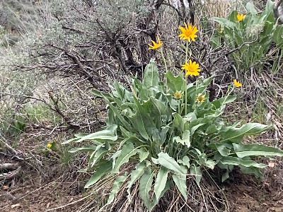 Arrowleaf Balsamroot