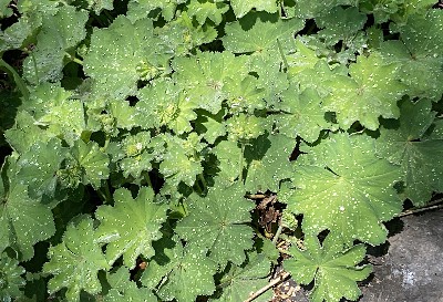 Plants, from Anywhere