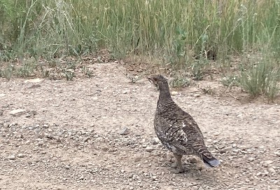 Feathers, Fur, or Scales?