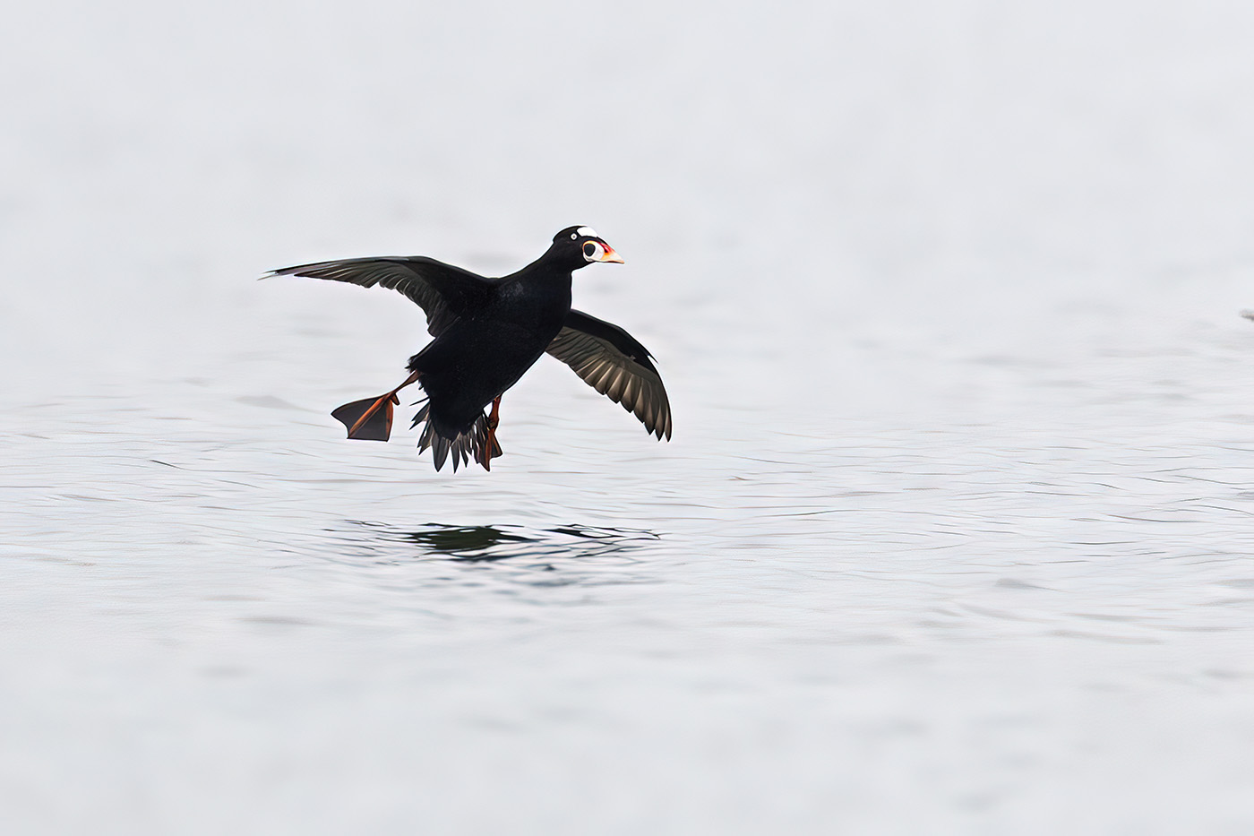 surf scoter 040911_MG_9999