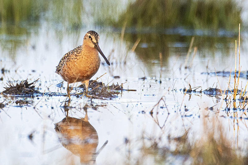 short-billed dowitcher 051620 (20)