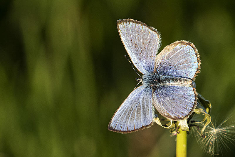 blue 061020_MG_3598