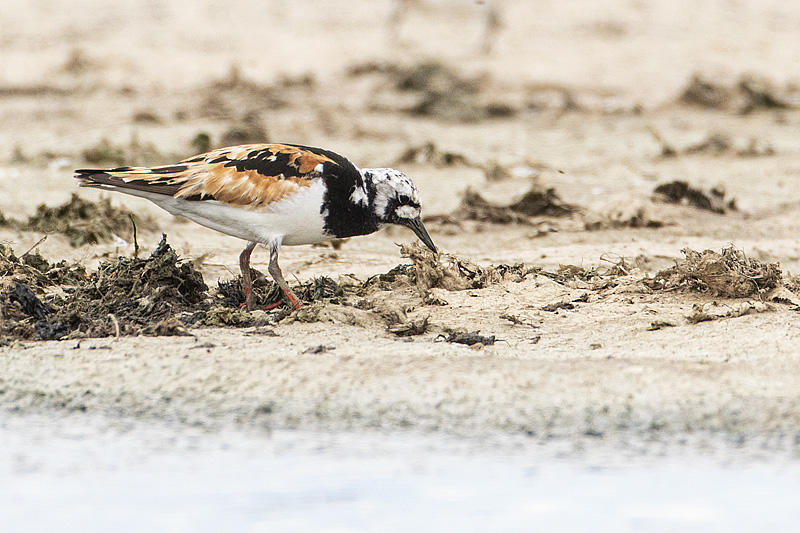 ruddy turnstone 080820_MG_9248 