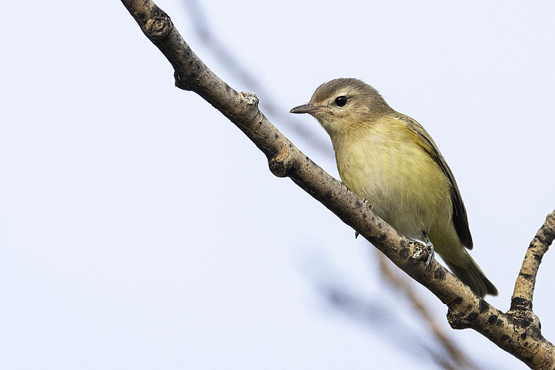 warbling vireo 081221_MG_8240 