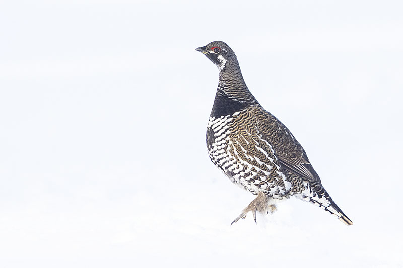 spruce grouse 011522_MG_7161 