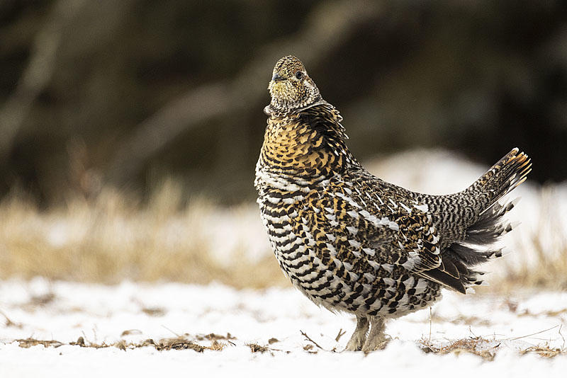 spruce grouse 120421_MG_1277 