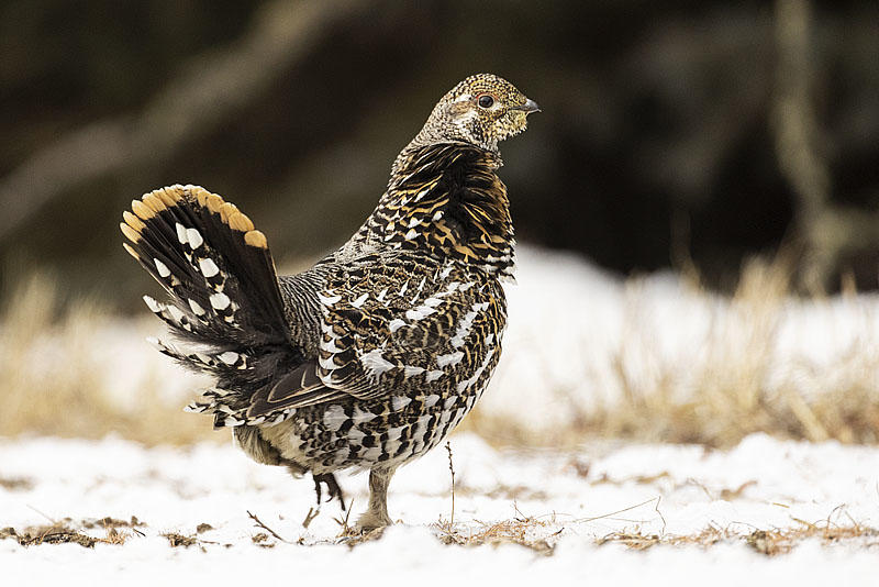 spruce grouse 120421_MG_1378 