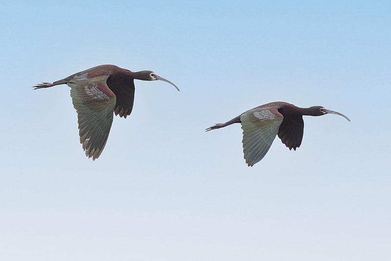 white-faced ibis 060522_MG_1371 