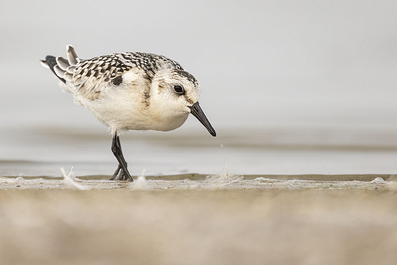 sanderling 091723_MG_7472 