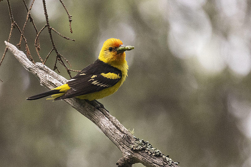 western tanager 071523_MG_6054 