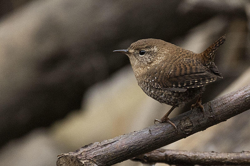 winter wren 110523_MG_1975 