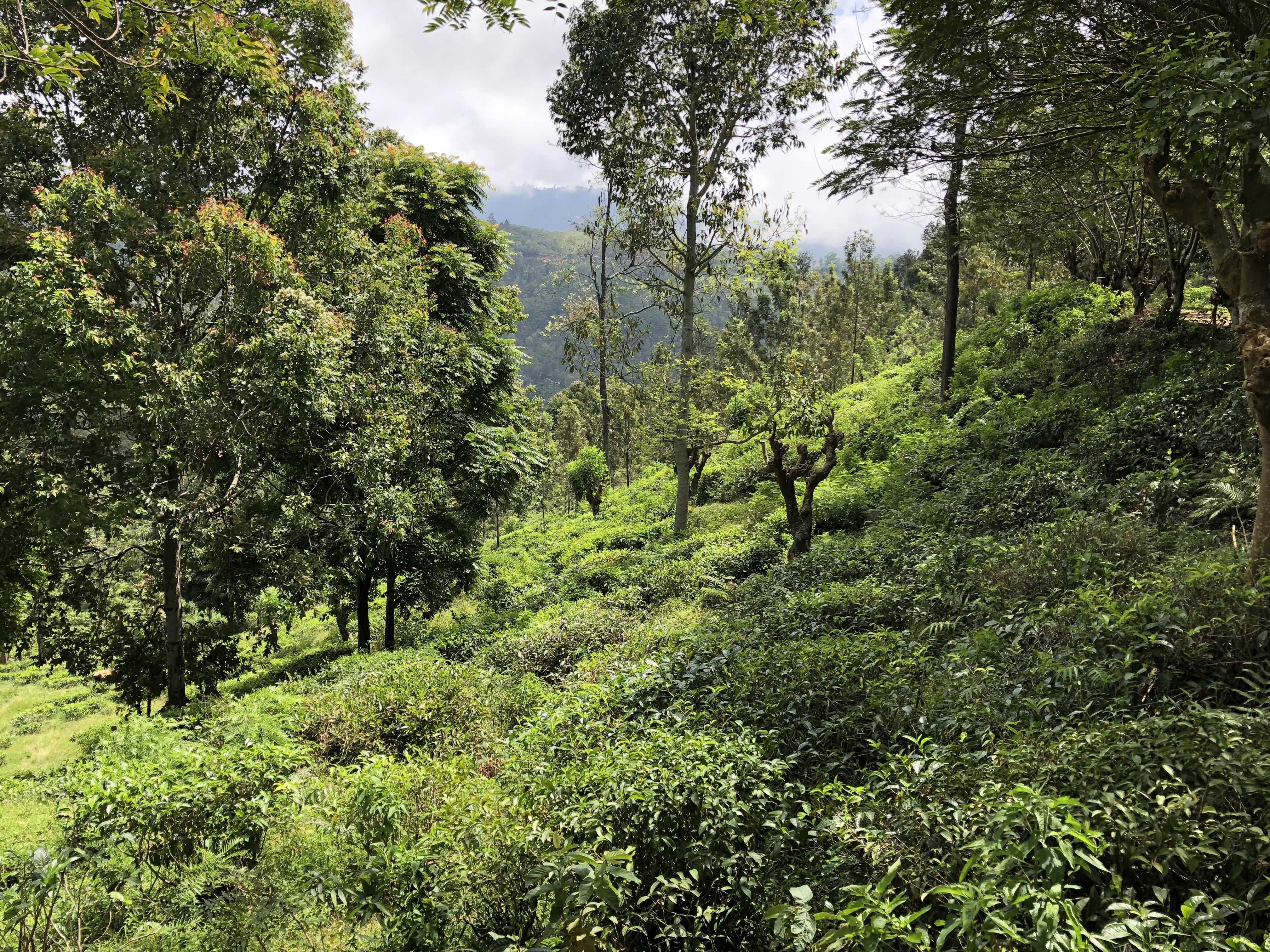 Tea plantation