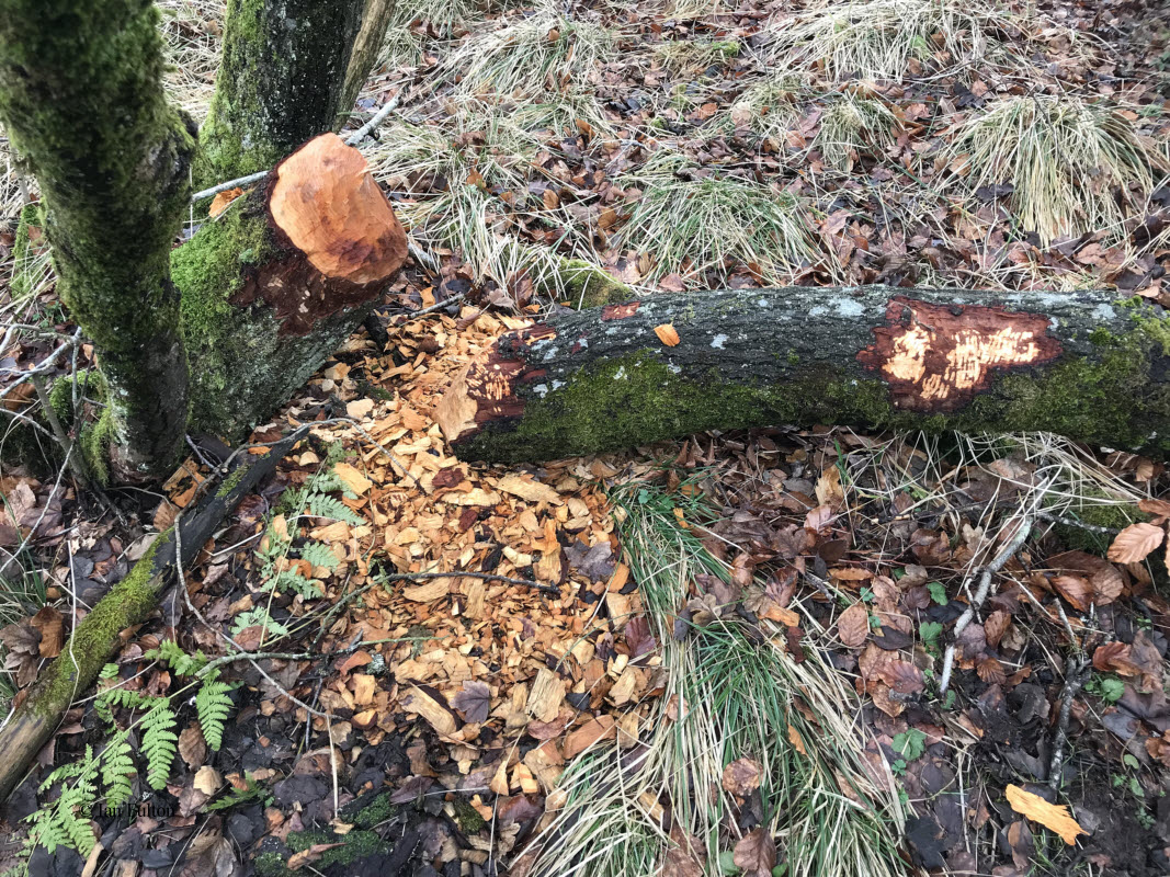 Beaver activity at RSPB Loch of Kinnordy