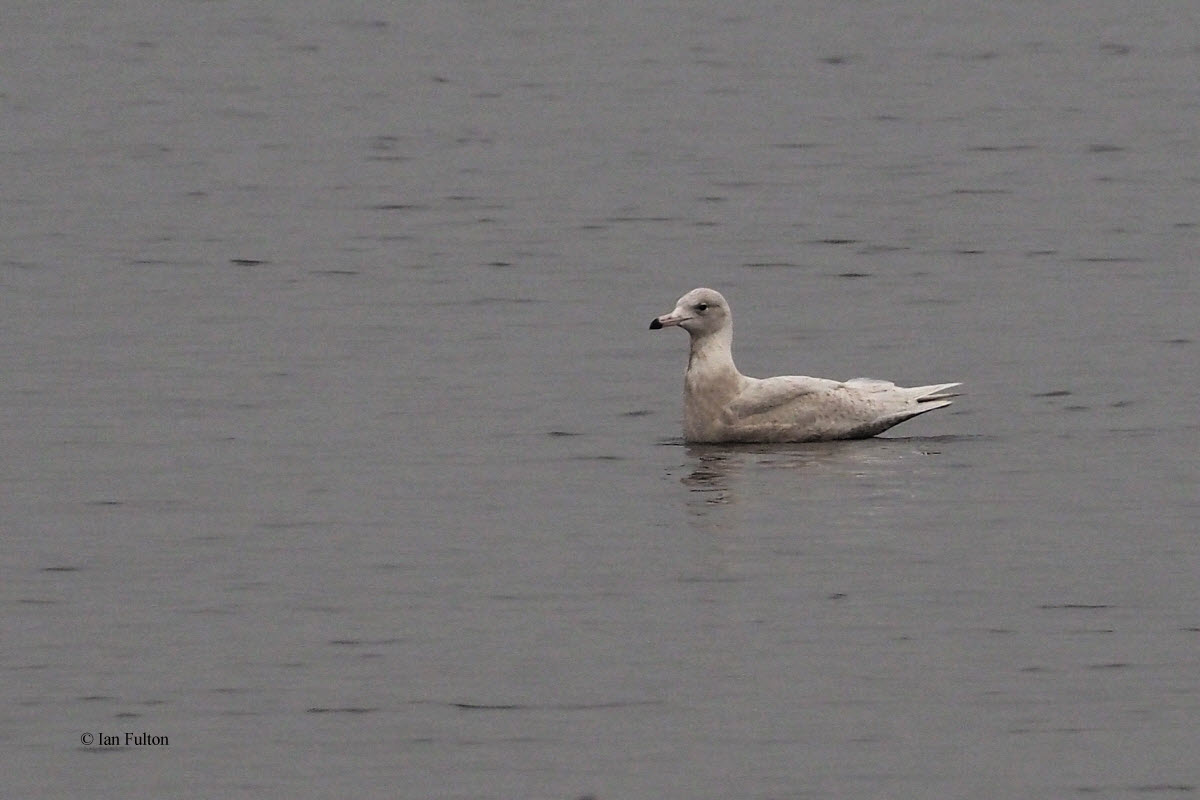 Glaucous Gull, Parklea-Port Glasgow, Clyde