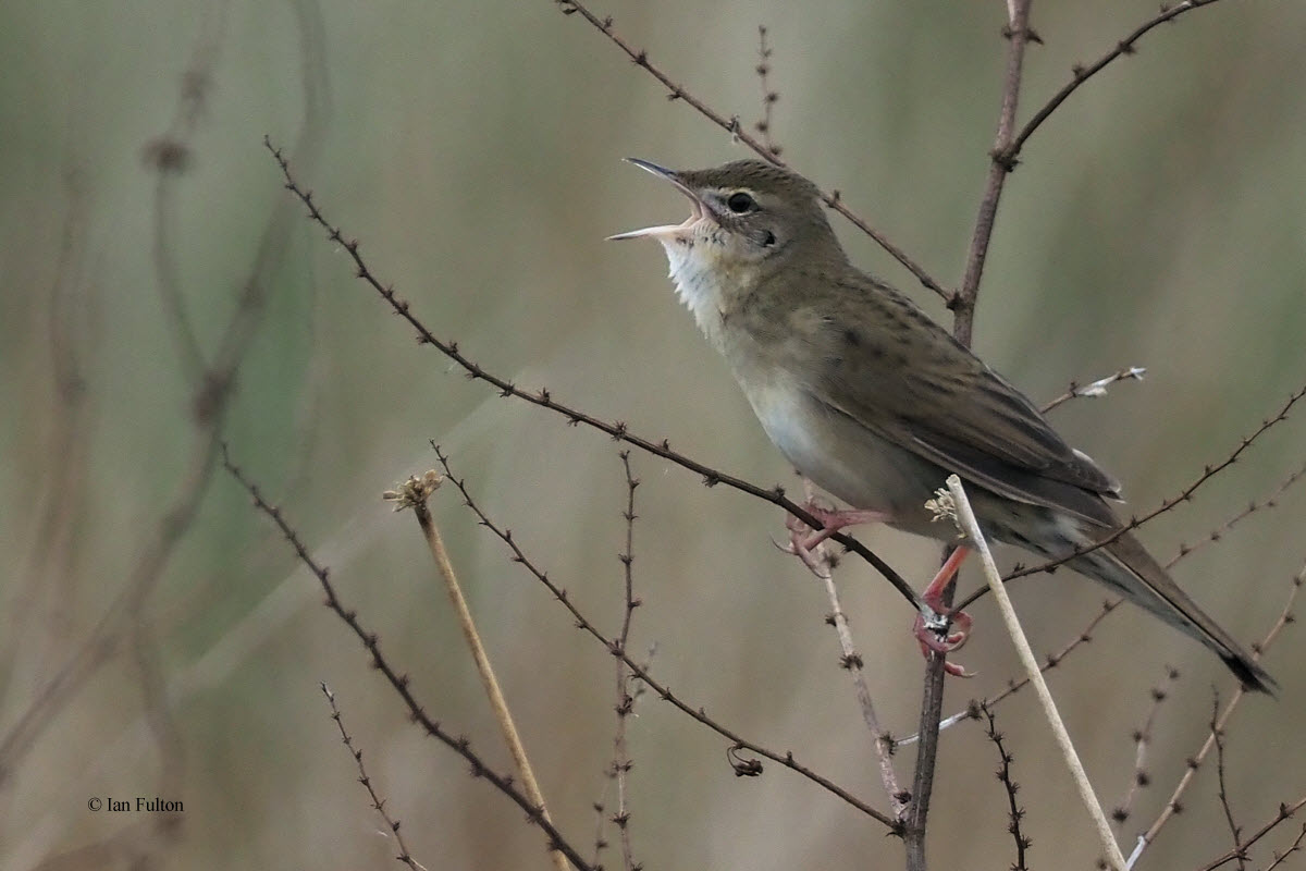 Grasshopper Warbler, Low Mains-Loch Lomond NNR, Clyde