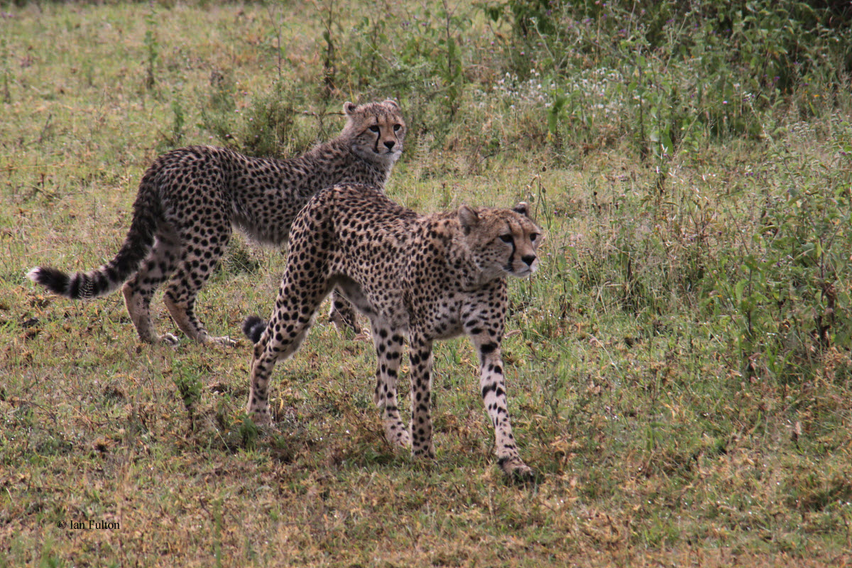 Cheetah, Ndutu-Serengeti