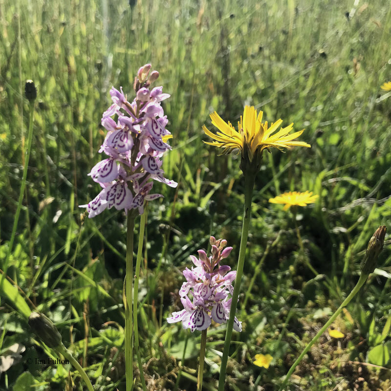 Orchid sp, RSPB Loch Lomond