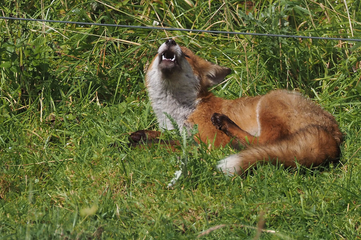 Fox, RSPB Barons Haugh, Motherwell