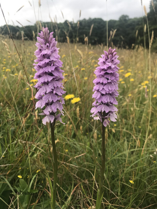 Common Spotted Orchid, RSPB Loch Lomond