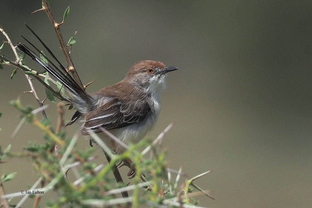 Red-fronted Warbler, lark plains near Mt Meru
