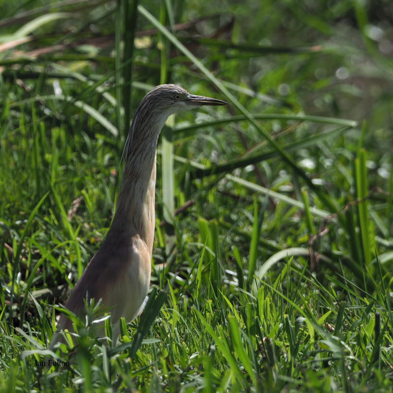 Squacco Heron, Lake Manyara NP