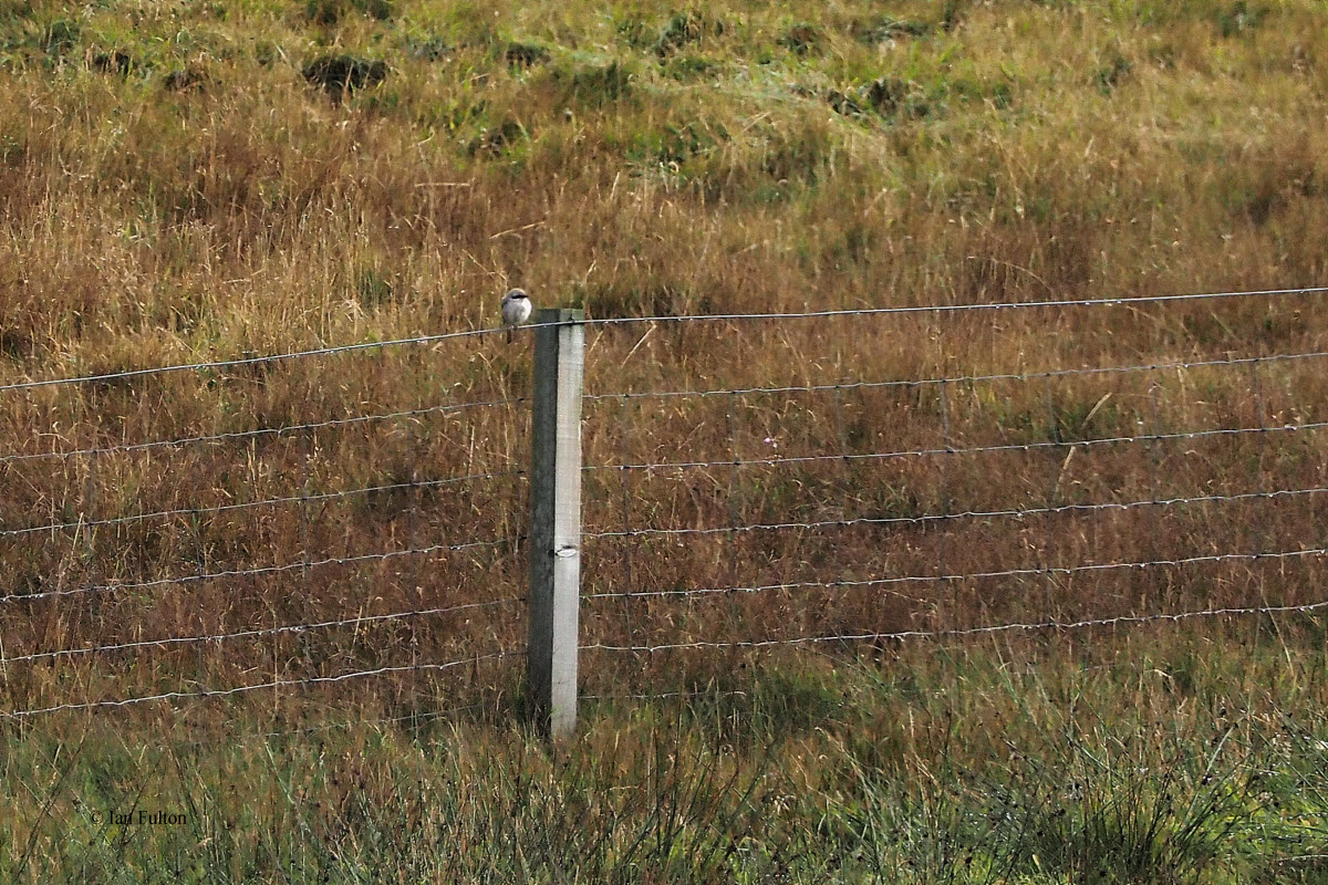 Isabelline (Daurian) Shrike, Levenwick, Shetland