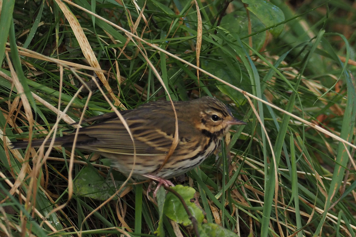 Olive-backed Pipit, Burn of Hoswick, Shetland