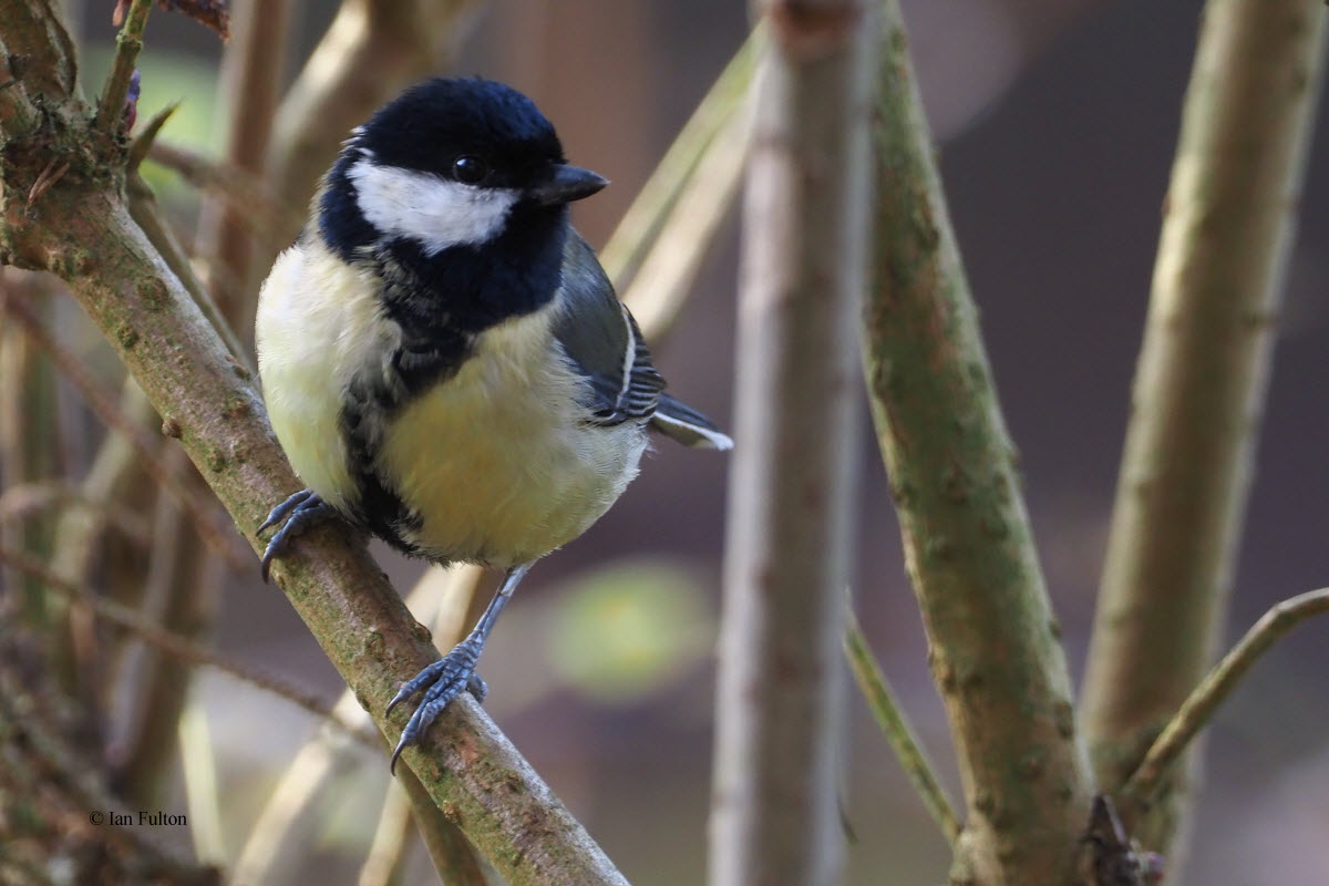 Great Tit, Dalzell Estate, Clyde