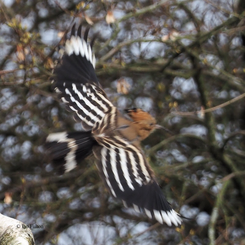 Hoopoe, Clynder, Clyde