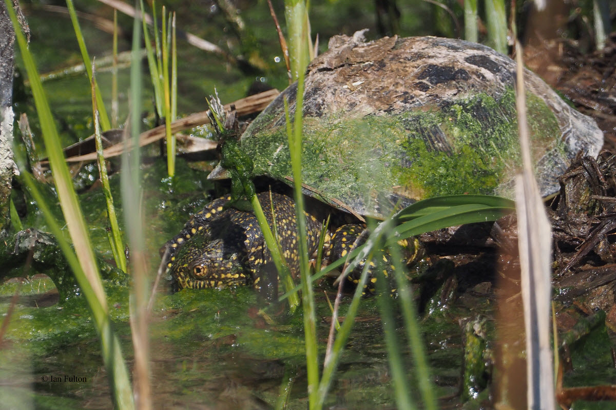 Spanish Pond Turtle, Las Tablas de Daimiel