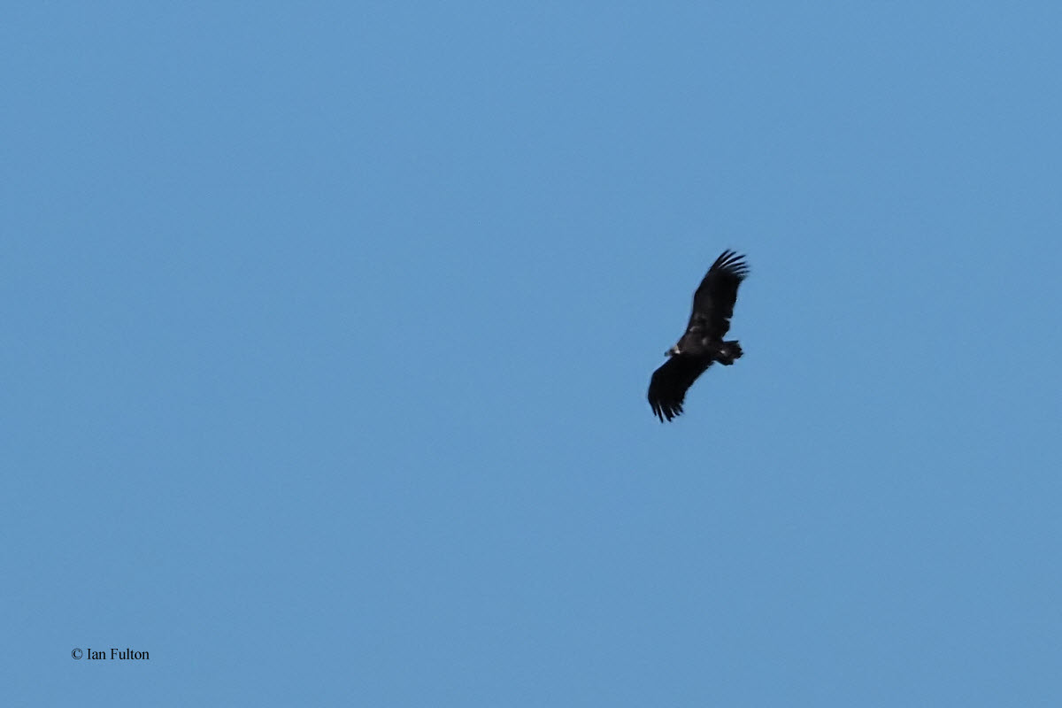 Black Vulture, Pealajo