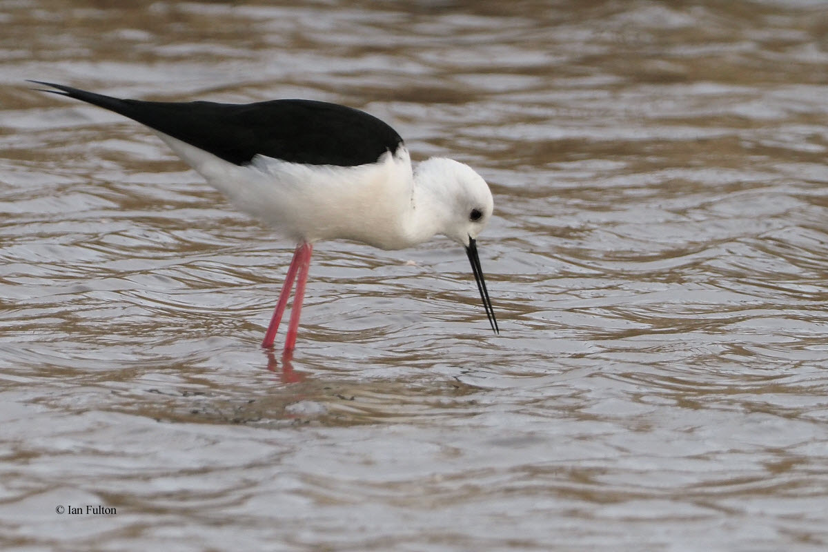 Black-winged Stilt, Laguna de Navaseca, Daimiel