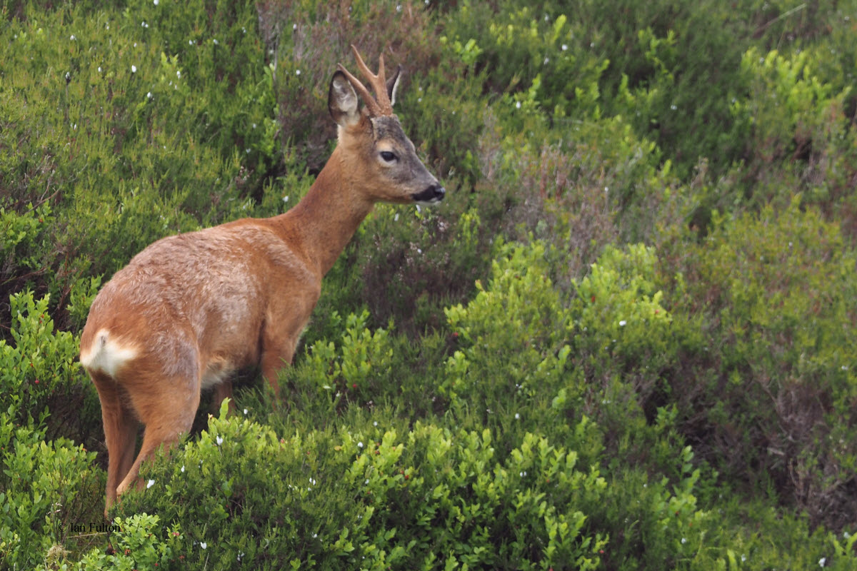 Roe Deer, Burncrooks, Clyde