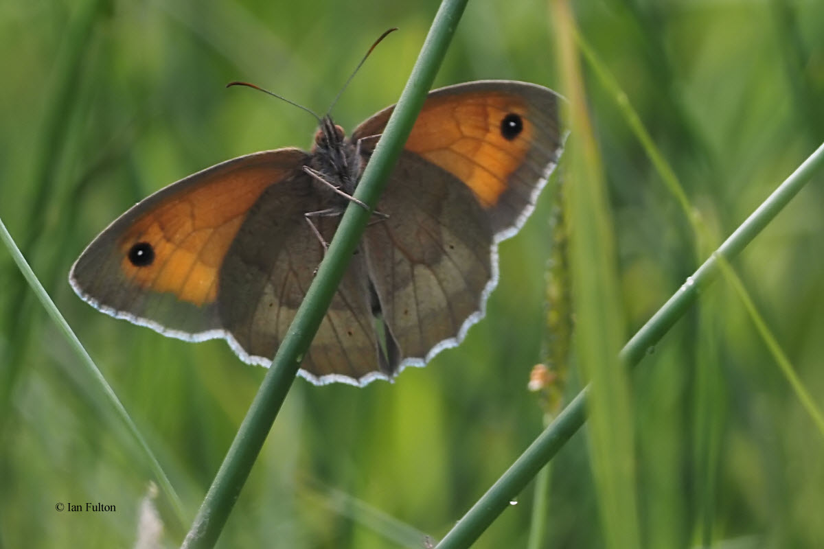 Meadow Brown, RSPB Loch Lomond