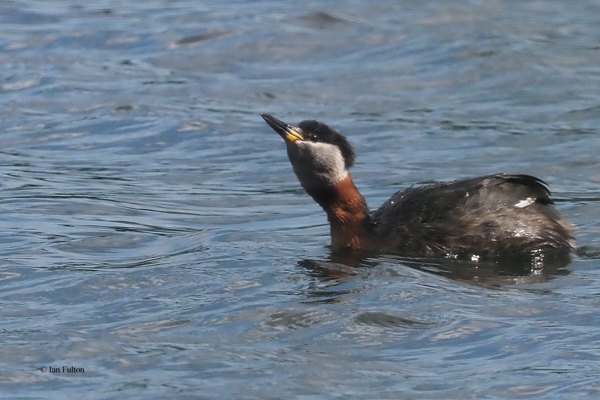 Red-necked Grebe, Hogganfield Loch, Glasgow