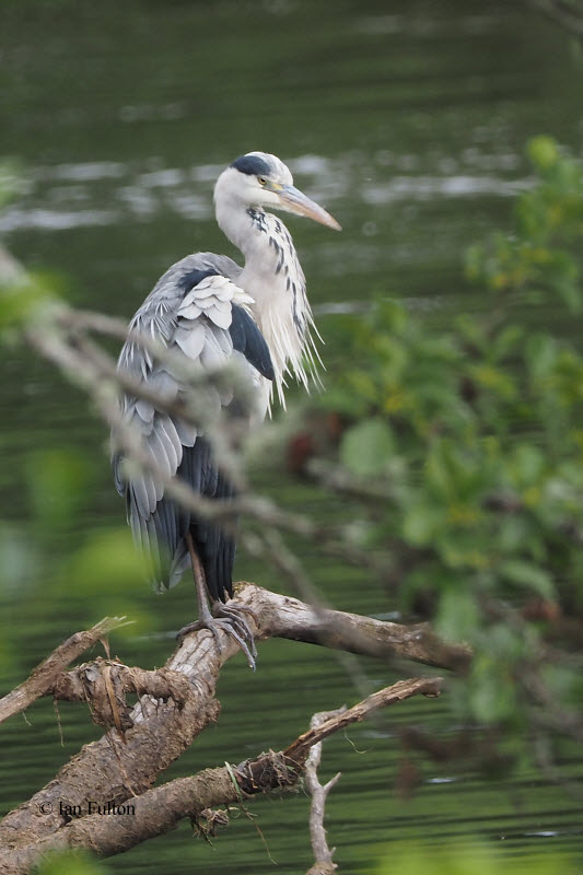 Grey Heron, RSPB Loch Lomond, Clyde