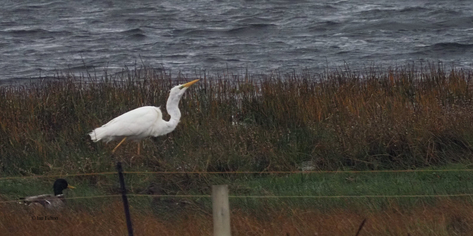 Great White Egret, Loch of Spiggie