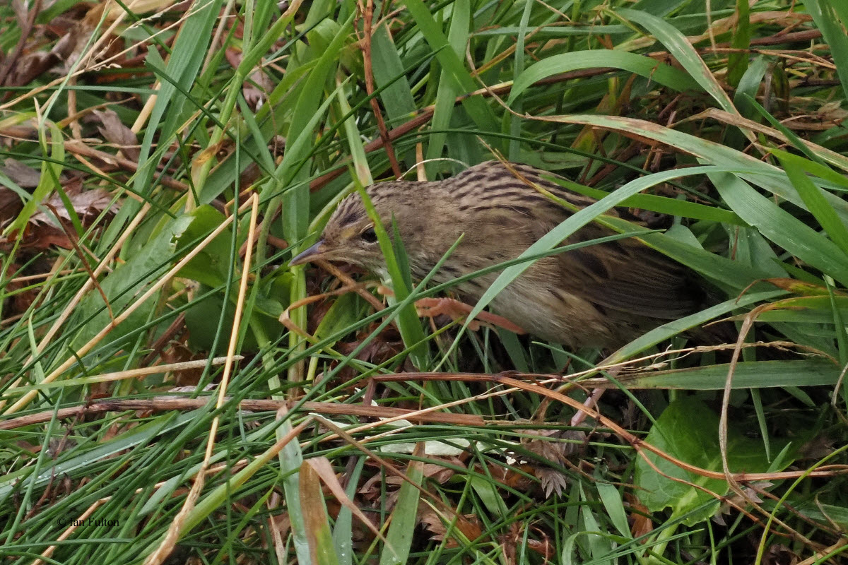 Lanceolated Warbler, Sumburgh Head