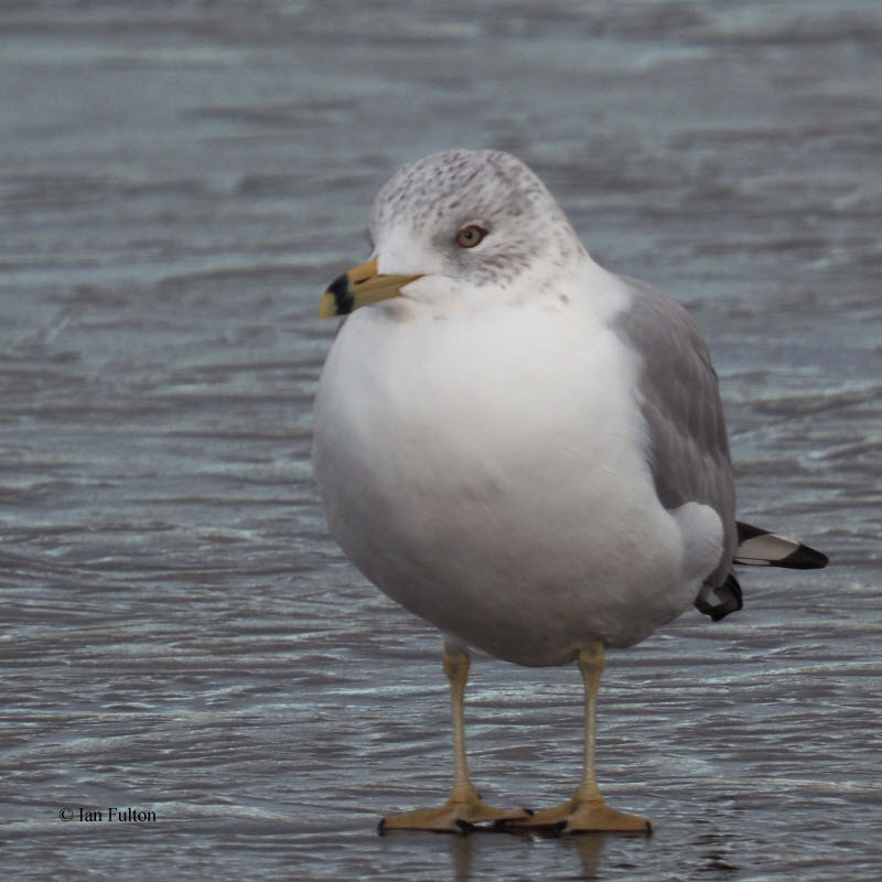 Ring-billed Gull, Strathclyde CP, Clyde