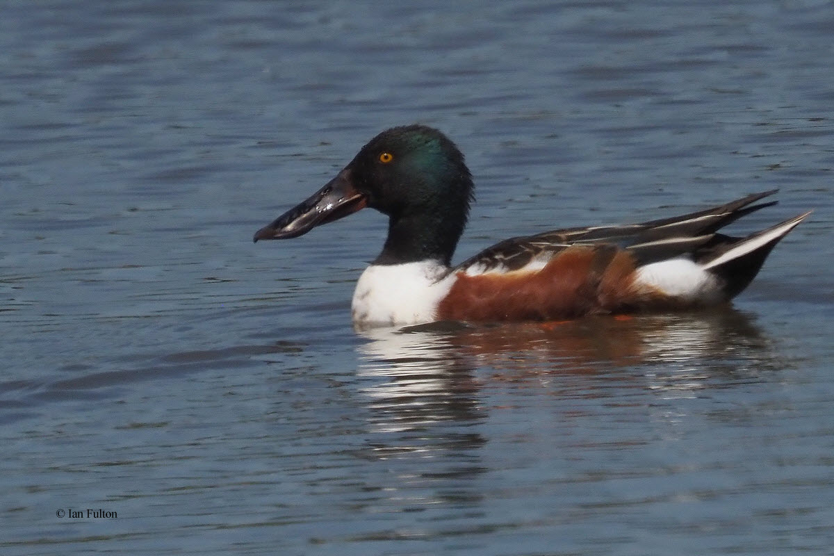 Shoveler, Potteric Carr, S Yorkshire