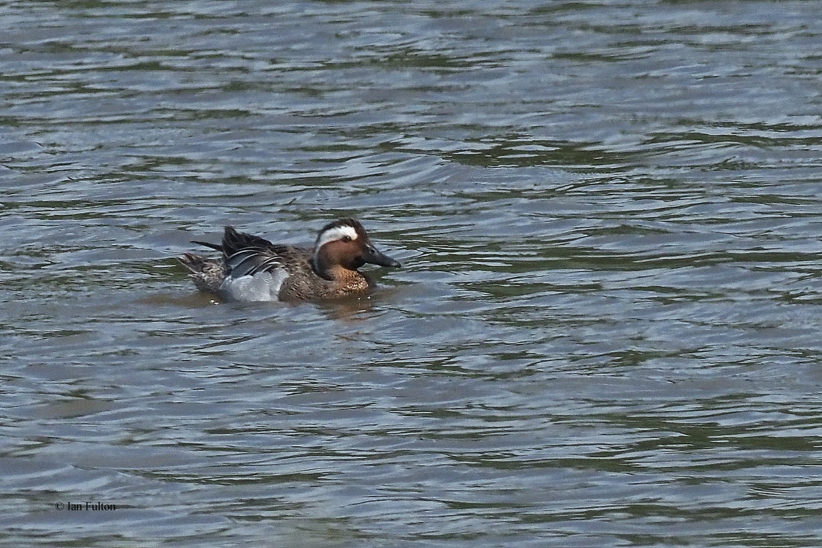 Garganey, Potteric Carr, S Yorkshire