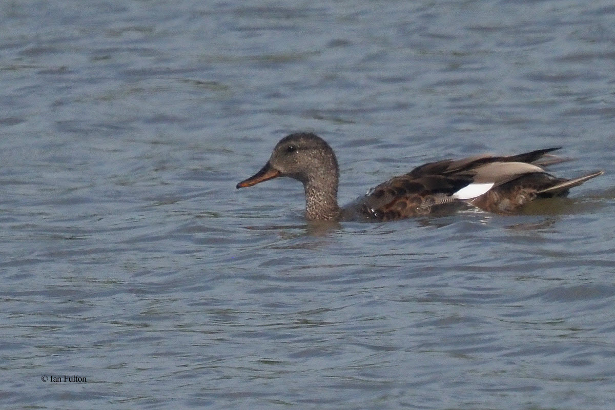 Gadwall, Potteric Carr, S Yorkshire