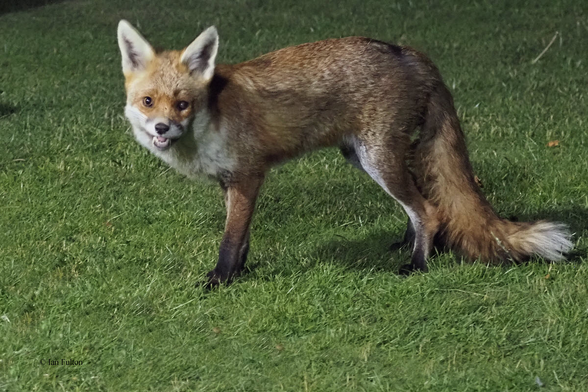 Fox, Crail, Fife